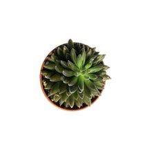 Load image into Gallery viewer, Succulent, 2in, Black Sea Urchin