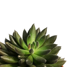 Load image into Gallery viewer, Succulent, 2in, Black Sea Urchin