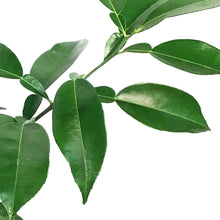 Load image into Gallery viewer, Citrus, 5in Yuzu