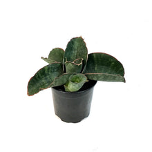 Load image into Gallery viewer, Sansevieria, 4in, Dragon Wing