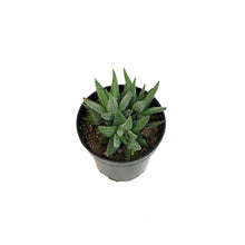 Load image into Gallery viewer, Haworthia, 3.5in, Fasciata Concolor