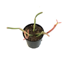 Load image into Gallery viewer, Succulent, 3.5in, Euphorbia Pencil