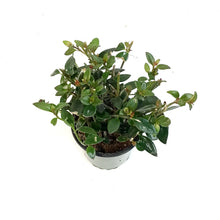 Load image into Gallery viewer, Goldfish Plant, 4in, Tropicana