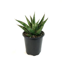 Load image into Gallery viewer, Sansevieria, 3.5in, Table Mountain