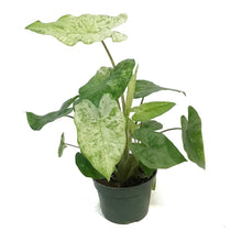 Load image into Gallery viewer, Alocasia, 4in, Camouflage