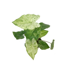Load image into Gallery viewer, Alocasia, 4in, Camouflage