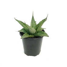 Load image into Gallery viewer, Sansevieria, 3.5in, Himalayan