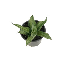 Load image into Gallery viewer, Sansevieria, 3.5in, Himalayan