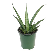 Load image into Gallery viewer, Sansevieria, 3.5in, Pineapple