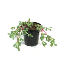 Load image into Gallery viewer, Oscularia 3.5in, Pink Ice Palnt