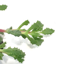 Load image into Gallery viewer, Oscularia 3.5in, Pink Ice Palnt