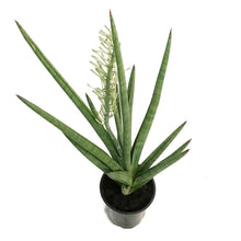 Load image into Gallery viewer, Sansevieria, 4in, Bob