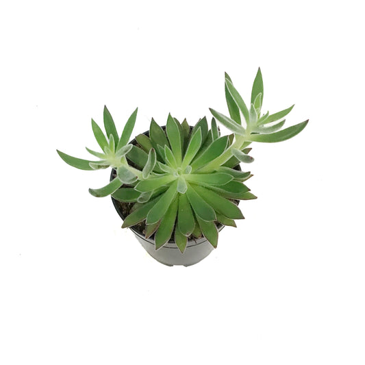 Succulent, 3.5in, Echeveria Arrow