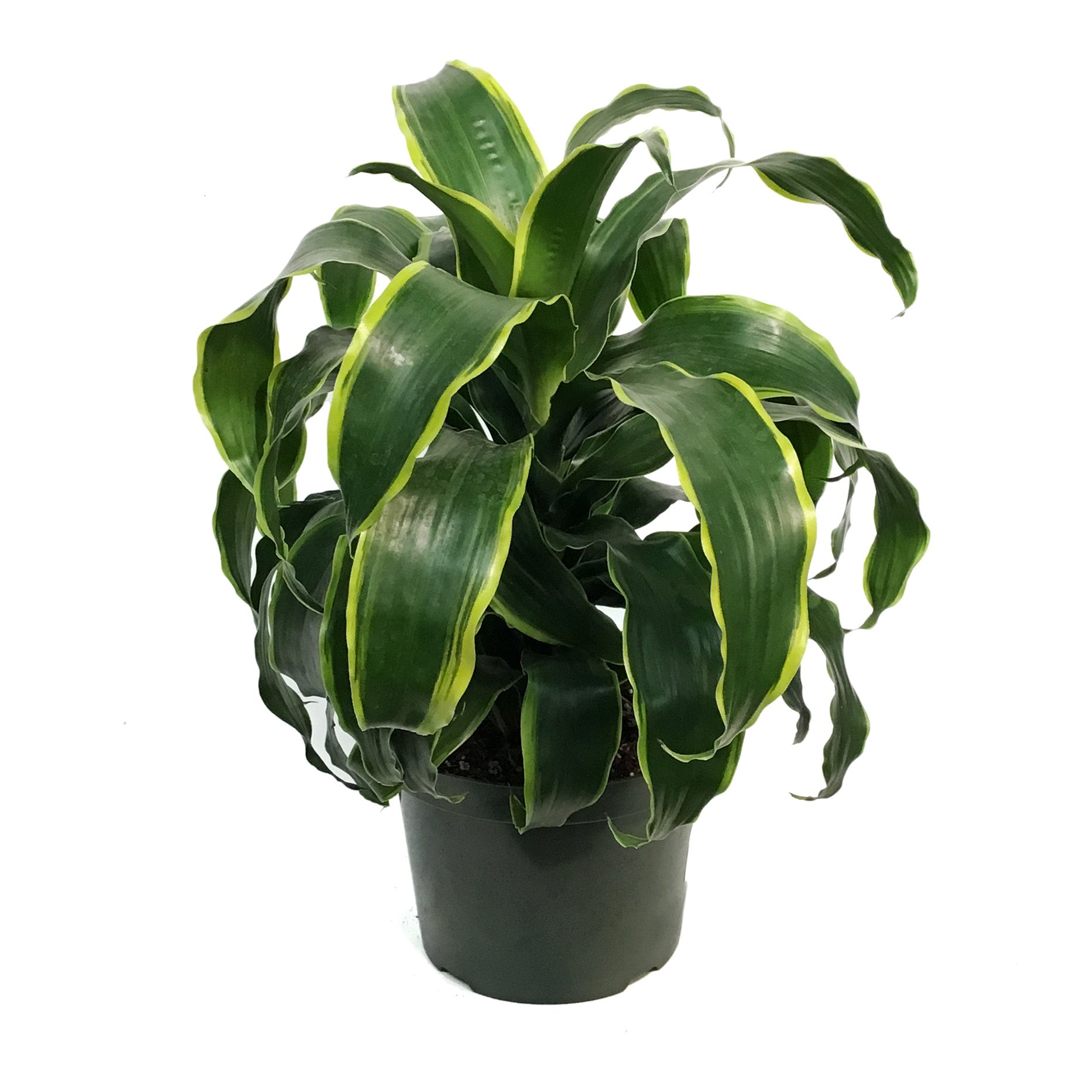 dracaena deremensis dorado Dracaena, 8in, Dragon Dorado – Floral Acres Greenhouse & Garden Centre