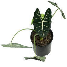 Load image into Gallery viewer, Alocasia, 10in, Frydek