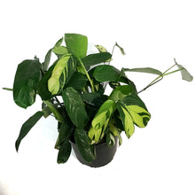 Load image into Gallery viewer, Ctenanthe, 10in, Golden Mosaic
