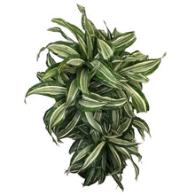 Load image into Gallery viewer, Dracaena, 10in, Jade Jewel 3-2-1