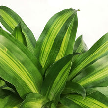 Load image into Gallery viewer, Dracaena, 10in, Mass Cane 3-2