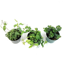 Load image into Gallery viewer, Eucalyptus, 6in, Assorted