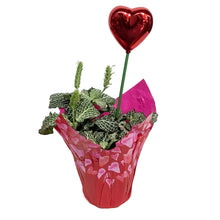 Load image into Gallery viewer, 4in Valentines Planter Fittonia