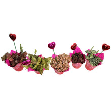 Load image into Gallery viewer, 4in Valentines Planter Fittonia