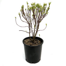 Load image into Gallery viewer, Dogwood, 2 gal, Ivory Halo®
