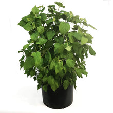 Load image into Gallery viewer, Hydrangea, 10 gal, Annabelle