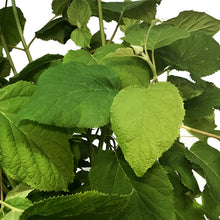 Load image into Gallery viewer, Hydrangea, 10 gal, Annabelle