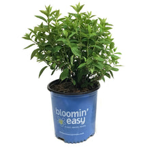 Load image into Gallery viewer, Hydrangea, 2gal, Dragon Baby