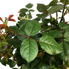Load image into Gallery viewer, Rose, 2 gal, Cinnamon Heart