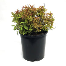 Load image into Gallery viewer, Spirea, 2 gal, Flaming Mound