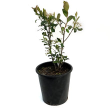 Load image into Gallery viewer, Chokeberry, 2 gal, Autumn Magic Black