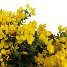 Load image into Gallery viewer, Broom, 2 gal, Yellow