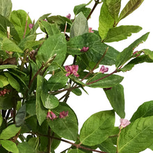Load image into Gallery viewer, Honeysuckle, 2 gal, Sakhalin