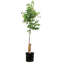 Load image into Gallery viewer, Lilac, 10 gal, Japanese Tree Lilac