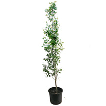 Load image into Gallery viewer, Aspen, 7 gal, Swedish