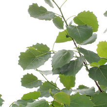 Load image into Gallery viewer, Aspen, 7 gal, Swedish