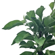 Load image into Gallery viewer, Apple, 7 gal, Dwarf, Goodland