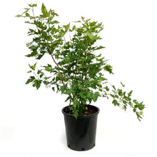 Load image into Gallery viewer, Maple, 2 gal, Amur , Emerald Elf