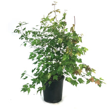 Load image into Gallery viewer, Maple, 2 gal, Amur , Flame