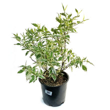 Load image into Gallery viewer, Dogwood, 2 gal, Siberian Variegated