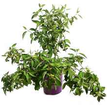 Load image into Gallery viewer, Dogwood, 2 gal, Firedance