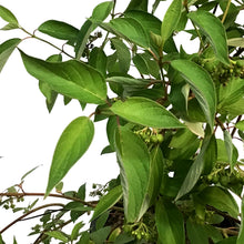 Load image into Gallery viewer, Dogwood, 2 gal, Firedance
