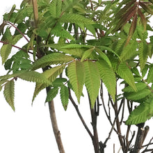 Load image into Gallery viewer, Spirea, 2 gal, False Spirea, Matcha Ball