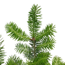 Load image into Gallery viewer, Fir, 1 gal, Balsam