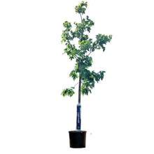 Load image into Gallery viewer, Maple, 7 gal, Silver Cloud®