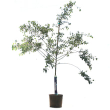 Load image into Gallery viewer, Hawthorn, 7 gal, Toba