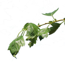 Load image into Gallery viewer, Hawthorn, 7 gal, Toba