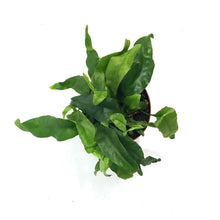 Load image into Gallery viewer, Fern, 4in, Dwarf Hawaiian Lauae