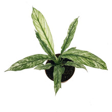 Load image into Gallery viewer, Peace Lily, 4in, Sensation Variegated